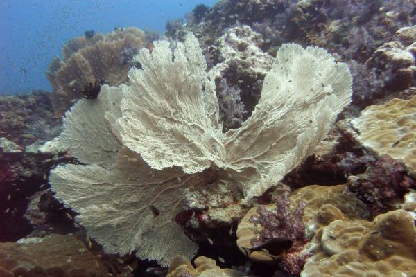 Gorgonian fan on koh tachai