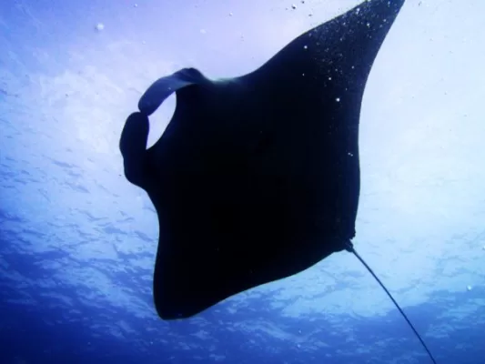 Manta from below