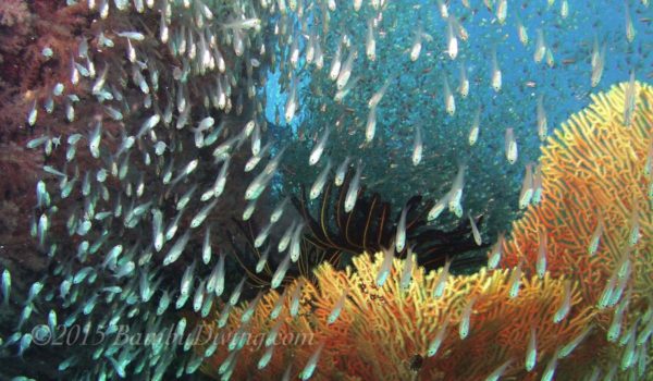 glassfish on colourful coral