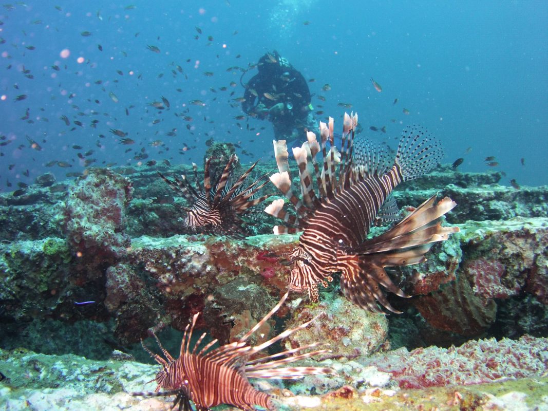Lionfish on Boonsung Wreck