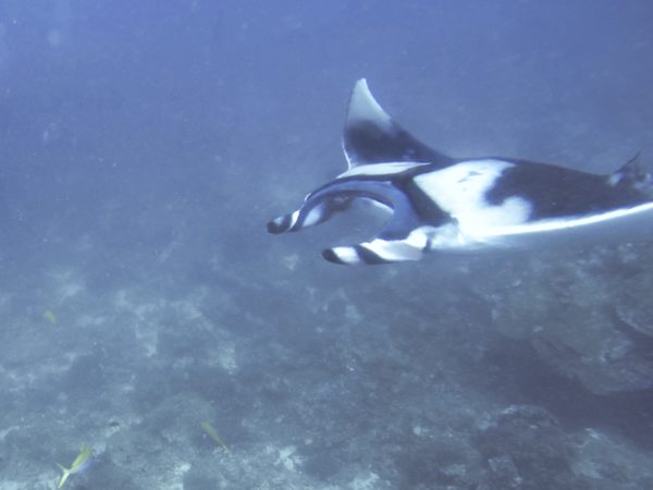Manta on Koh bon