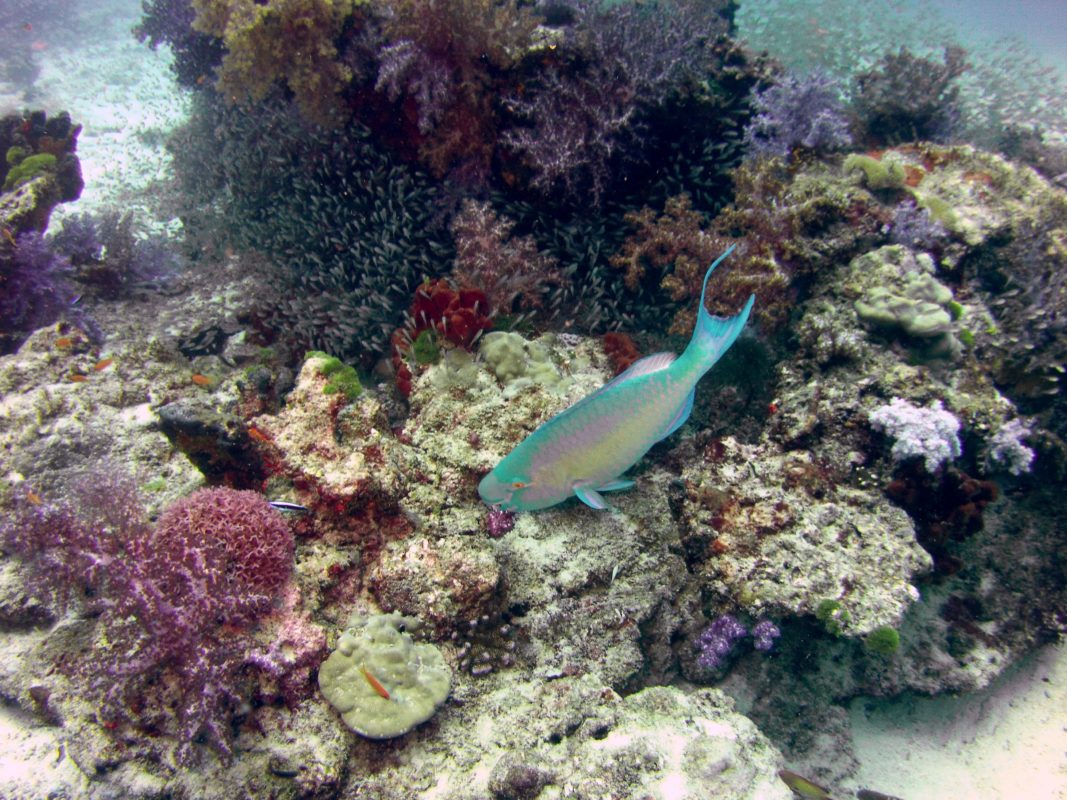 Parrotfish on reef