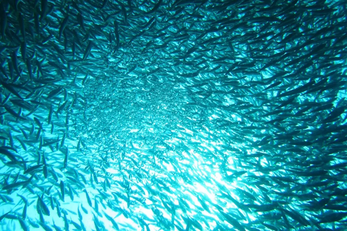 school of fish