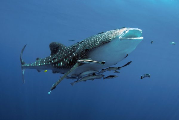 Whaleshark at Richeleiu Rock, Mu Ko Surin, Thailand