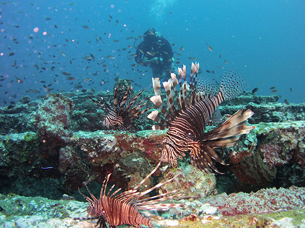 lionfish on a wreck