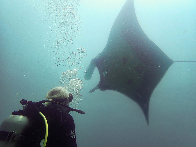 Manta ray and diver