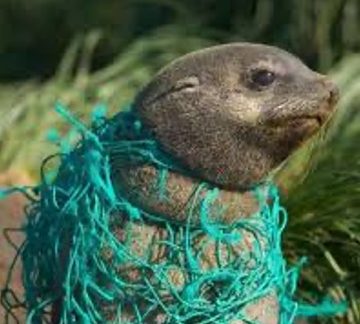 discarded fishing net around the neck of a seal