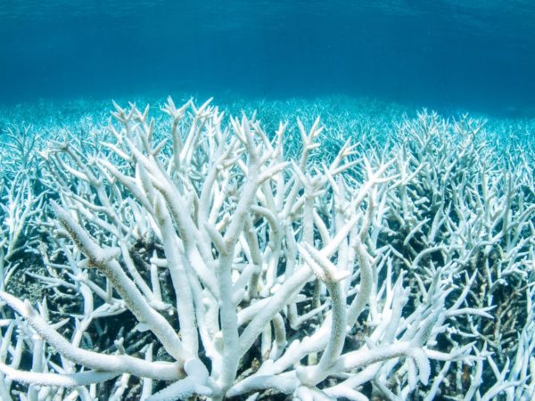 bleached coral