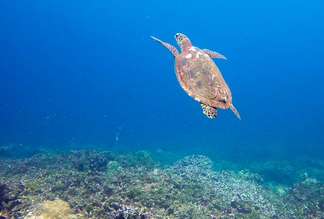 Turtle on the reef at breakfast bend (three trees)
